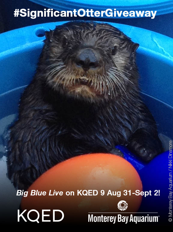 Repost this image to Twitter, Instagram or KQED's Facebook Page with your caption to be entered to win!