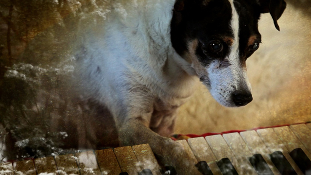 A scene from Laurie Anderson's 'Heart of a Dog,' playing at Doc Stories, Nov. 5-8 at the Vogue Theatre.