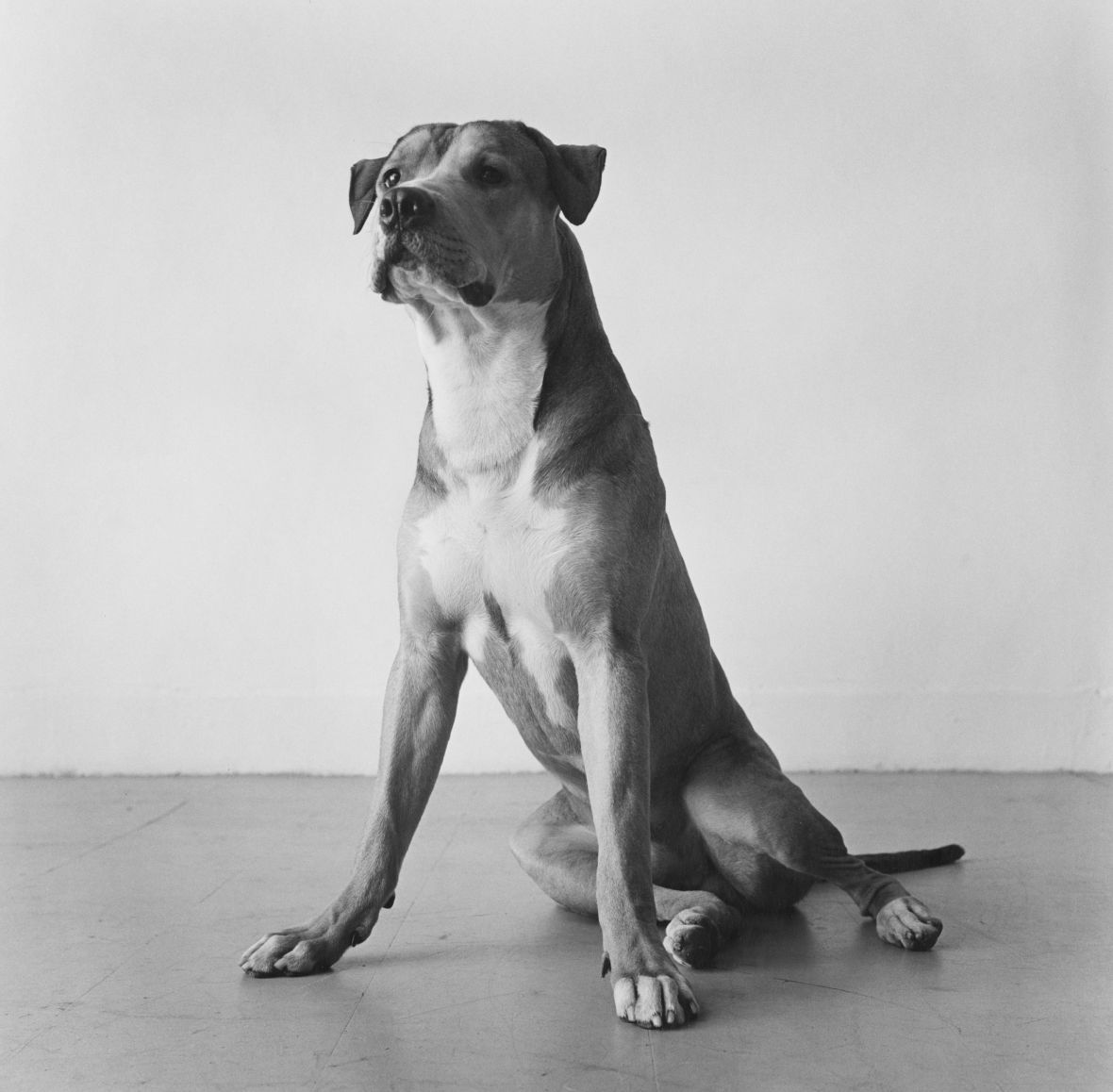 Peter Hujar, Bouche Walker (Reggie’s Dog), 1981 © The Estate of Peter Hujar, courtesy Fraenkel Gallery, San Francisco