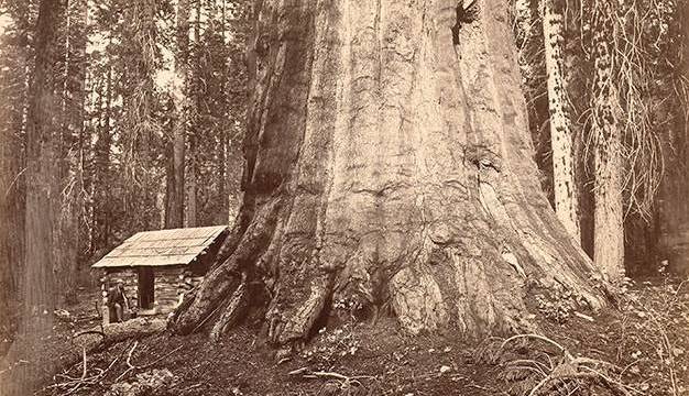 "85 Feet in Circumference. Mariposa Grove of Mammoth Trees, No. 51" by Eadweard Muybridge, Wm. H Seward