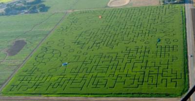 Cool Patch Pumpkins maze in Dixon