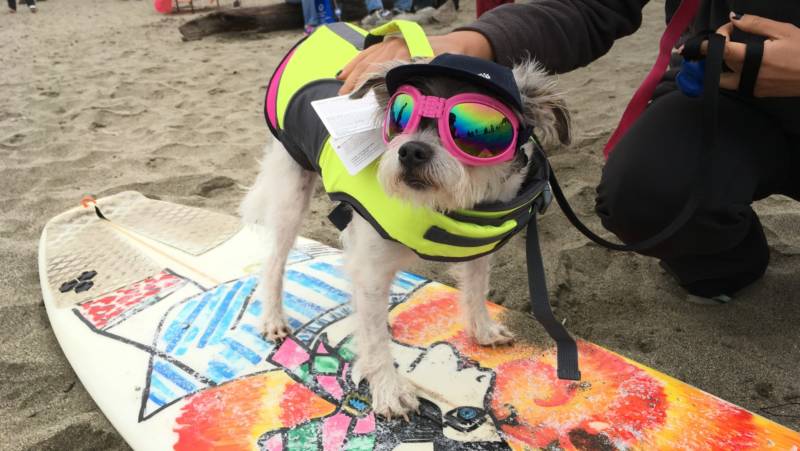 Wes, a Yorkie/Jack Russell Terrier mix, is so new to dog surfing, the tags are still on his outfit. But with only three dogs competing in the small/medium category, he placed third.