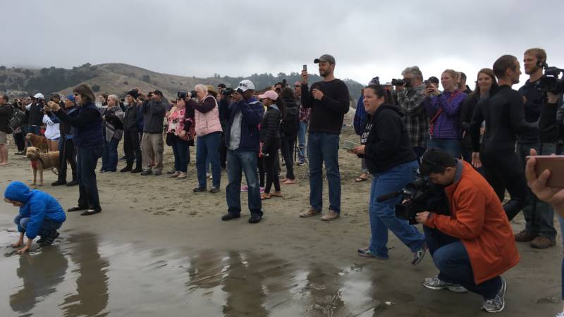 There was no shortage of people to check out - and photograph - the five dogs and their humans willing to brave the cold waters off Linda Mar Beach.