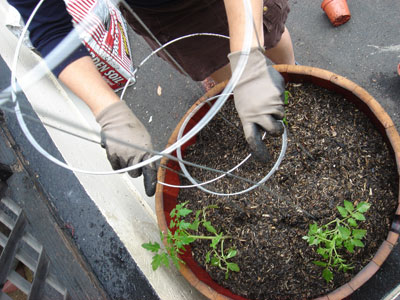 position the tomato cage so plant can grow up and around it