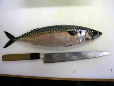Photo of a mackerel, from the Monterey Bay, right before I filleted it for that night's dinner menu. Photo by Stuart Leavenworth 