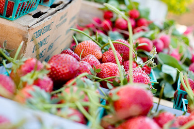 Lucero Farm Strawberries