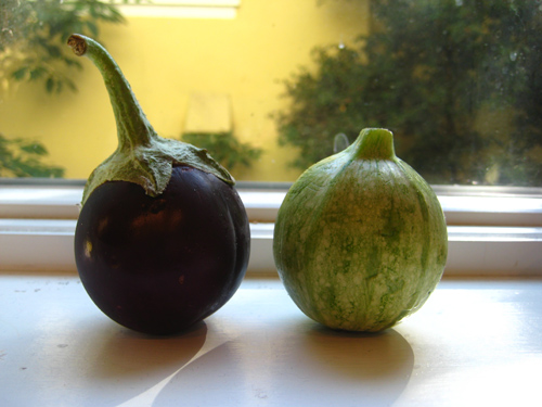 baby globe eggplant and squash