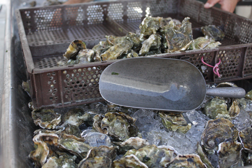 Hog Island Oyster Co., X-Small Sweetwaters