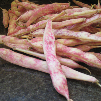 cranberry beans in the pod