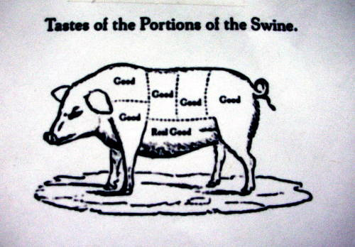 Swine diagram