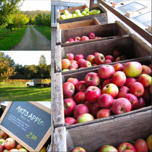 Apples and Orchards at The Apple Farm