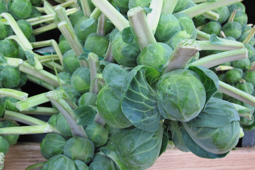 Brussels Sprouts on the stalk
