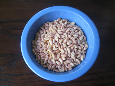 bowl of wheat berries
