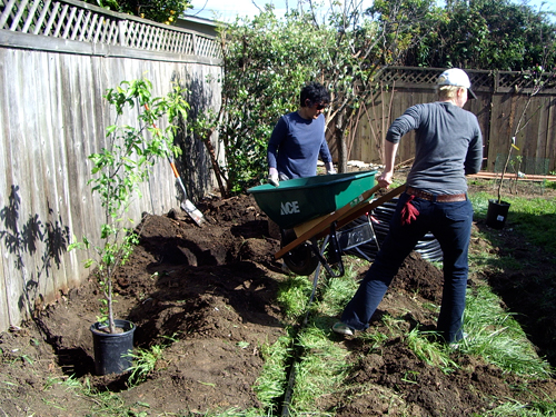 planting the garden using a wheelbarrow