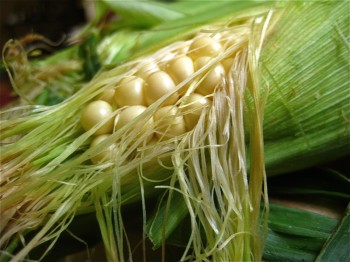 Corn in husk