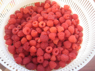 bucket of raspberries