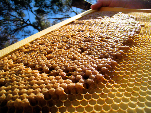 Image result for bees farming