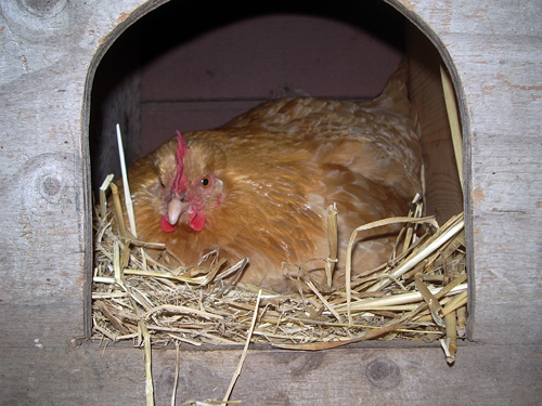 Chicken Nest