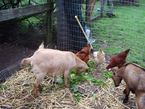 goats and chickens