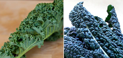 curly Scots kale and Tuscan kale