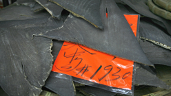 Shark fins sit on the floor of a Hong Kong warehouse, waiting to be sorted out and exported. Photo: Anne Cecile Guthmann