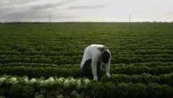 A farmworker harvests lettuce near the border town of Calexico, California. Photo: Hector Mata/Getty