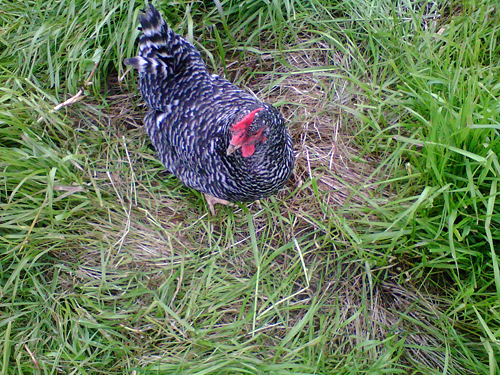 Chicken at Tara Firma Farms