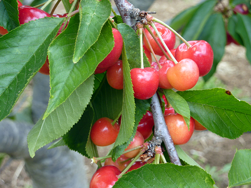 Cherries hanging from the tree