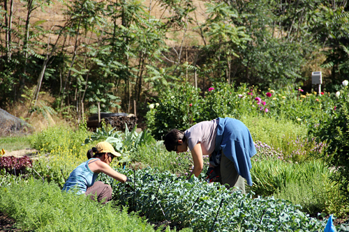 Gleaning - Farm to Pantry. Photo: The Perennial Plate