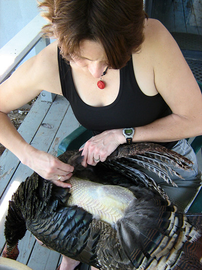 Plucking Wild Turkey. Photo courtesy of Holly A. Heyser