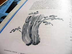Celery illustration by Jacques Pepin in Essential Pepin