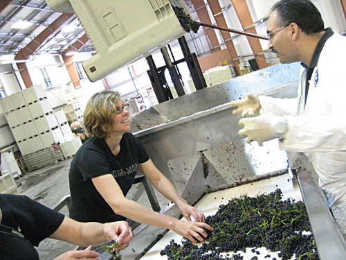 Andrea sorting grapes