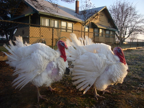 Turkeys Bill and Sierra