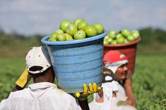Tomato pickers in Immokalee, Florida. Photo by Scott Robertson 