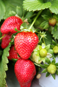 Strawberries - Organic or not?