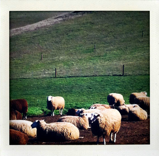 Ewes on the ranch