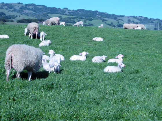 Lambs in Petaluma