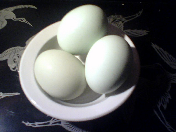 green eggs