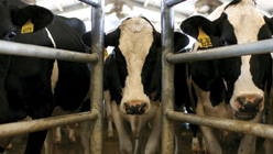 Dairy cattle near Escalon, California in 2009.Justin Sullivan/Getty Images