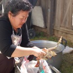 The mother-in-law plucks the chicken in her backyard.