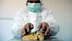 A worker weighs a fresh duck liver. Dimitar Dilkoff/AFP/Getty Images