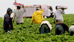 Farmworkers harvest strawberries at a farm in Carlsbad, California. Sandy Huffaker/Getty Images