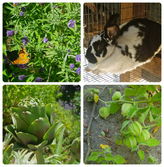 tiny  berkeley garden collage