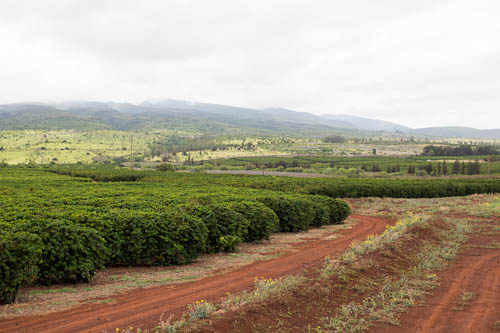 Ka’anapali Coffee Farms