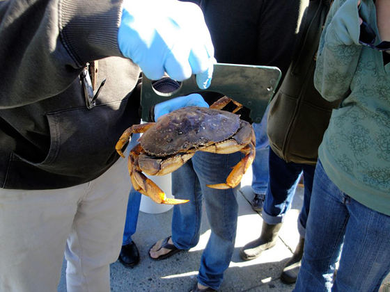 A Dungeness crab that is legal size-wise, but you can’t keep these crabs if they are caught in the bay.