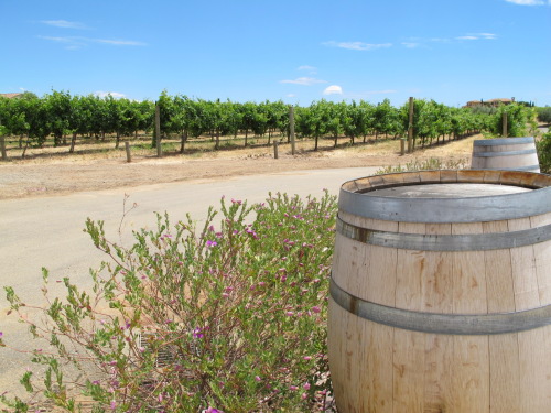 Livermore's Wood Family Vineyards
