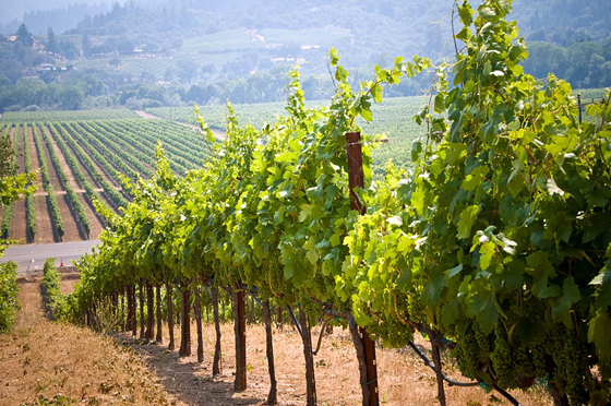 vineyards in Napa