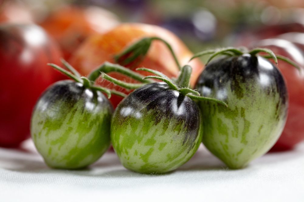 Recent studies have shown that green parts on tomatoes increase their sweetness. These have been bred out of many pure red tomatoes found in grocery stores. Photo: Marla Aufmuth