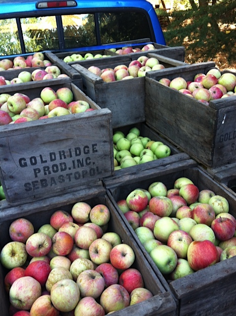Boxes of Sebastopol apples. Photo: Ellen Cavalli