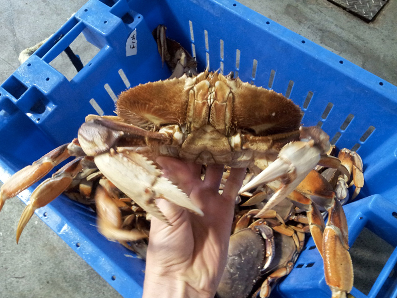 This season, fishmongers are reporting that most Dungeness crabs average 1.5-2.3 pounds each. Photo Credit Martin Reed